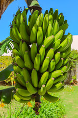 Eine Bananenstaude in Puerto de la Cruz.