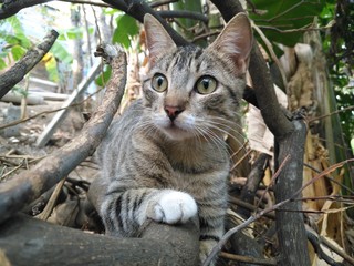 Gato alerta 2