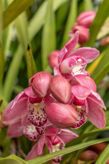 Mort&aacute;gua, Portugal