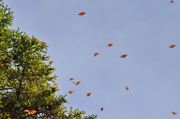 Monarch Butterflies, Michoacan, Mexico