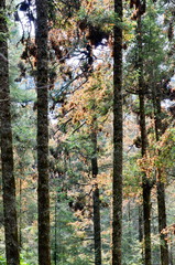 Fototapeta premium Monarch Butterflies, Michoacan, Mexico