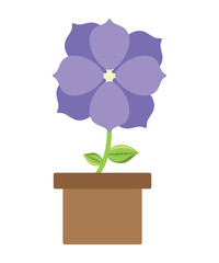 flower plant in a pot over white background, colorful design. vector illustration