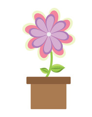 beautiful flower in a pot over white background, colorful design. vector illustration