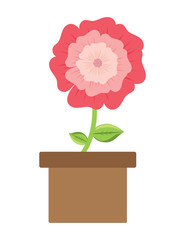 flower plant in a pot over white background, colorful design. vector illustration