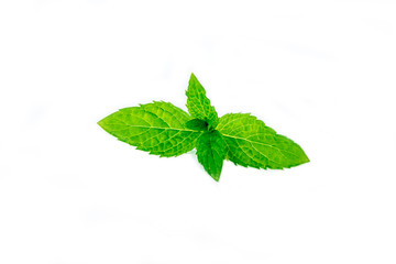 mint leaves isolated on white background