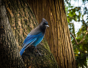 Steller's Jay 