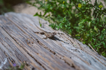 Lizard basking laying in sun on wooden log