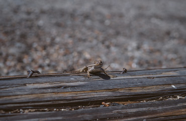 Lizard basking laying in sun on wooden log