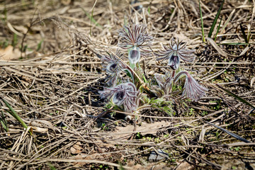 Wild spring flowers - Pulsatilla praten