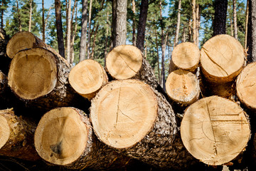 Freshly cut pine logs in forest