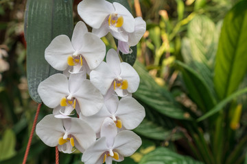 Orchideen