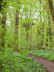 Bois de Boulogne