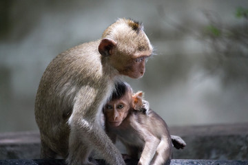 可愛いサル