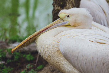 One Pelican bird