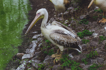 One Pelican bird