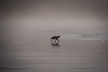 Dog Silhouette on Foggy Beach