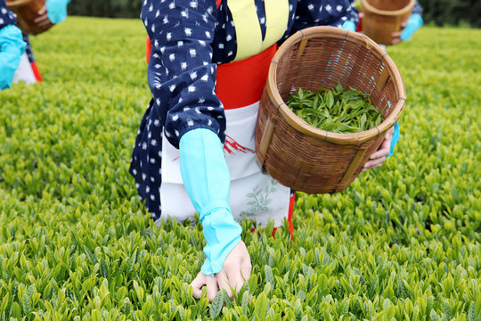 2 1 件の最適な 茶摘み 画像 ストック写真 ベクター Adobe Stock 2 1 件の最適な 茶摘み 画像 ストック写真 ベクター Adobe Stock