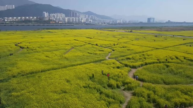 Yuchae Canola Flower Festival in Nakdong river, Busan, South Korea, Asia when Apr-11-2018