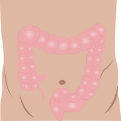 Large intestine anatomy colorful drawing on a white background