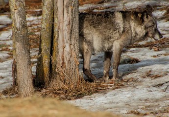 The International Wolf Center in Ely, Minnesota houses several Great Wolves
