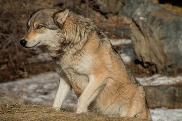 The International Wolf Center in Ely, Minnesota houses several Great Wolves