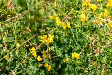 Lotus corniculatus
