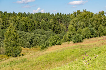 Fototapeta na wymiar Field and forest in summer 