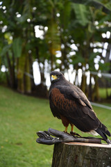 Harris Hawk in the grounds of a luxury Hotel in Funchal Madeira Portugal.She is trained to scare off feral pigeons and seagulls. Her handler carries her on a leather glove and she is quite tame 