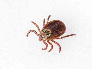 Encephalitis Virus or Lyme Disease Infected Tick Arachnid Insect Pest on White Background