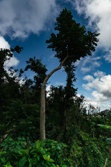 Fototapeta na wymiar Tree in El Yunque National Forest