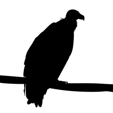 black vulture silhouette perched on branch clip art preview