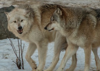 The International Wolf Center in Ely, Minnesota houses several Great Wolves