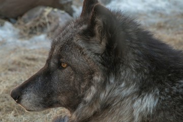 The International Wolf Center in Ely, Minnesota houses several Great Wolves