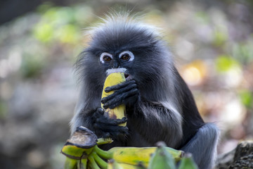 Colobinae Monkey eating banana with freedom life and still climbing the tree