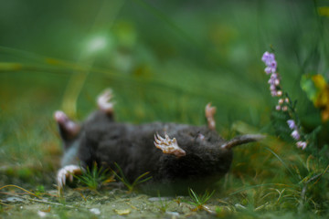 dead mole laying on the ground in grass