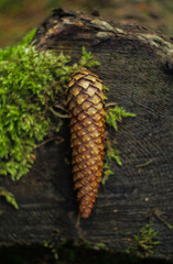 one pine cone laying on the stomp and moss in a forest
