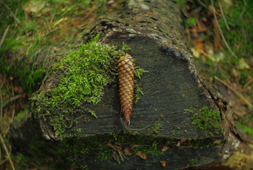 one pine cone laying on the stomp and moss in a forest