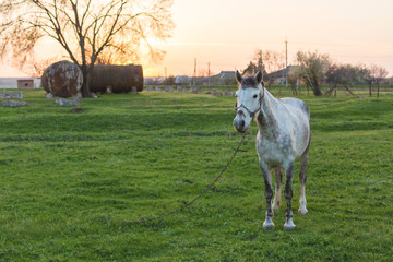 Beautiful horse grazing in a meadow, thoroughbred horse at sunset