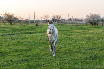 Beautiful horse grazing in a meadow, thoroughbred horse at sunset
