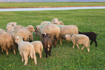 Fototapeta premium Sheep and goats graze on green grass in spring