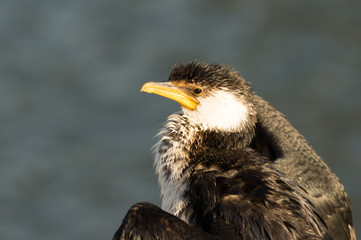 Cormorant Portrait
