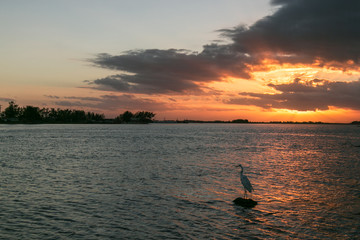 Heron and sunset