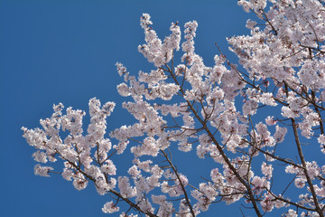 千年桜（エドヒガン）/寿命が長く千年を超える銘木が見られる。天然記念物に指定された久保桜の血筋を継ぐ。