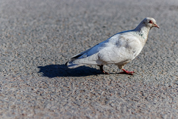 A white pigeon walks along the asphalt road. The sun shines on the dove.
