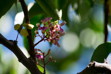 
spring flowers with green branches
