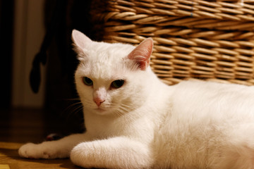 Fototapeta na wymiar White cat lies on the floor against the background of a wicker suitcase