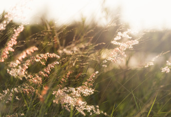 Wild grass growing in nature