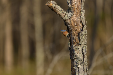 Blue Bird on a Stump