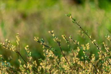 Fototapeta premium Strauch