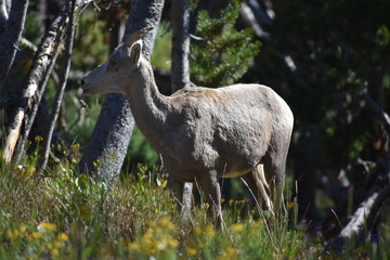 Naklejka na ściany i meble Big Horn Sheep, wildlife, mammals, Yellowstone, Grand Teton, National Park, America, USA, nature